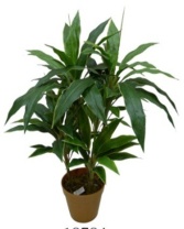  18784 (в уп.12шт.) - Растение декоративное"Мини Драцена"